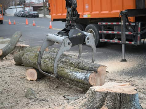 Tree service results