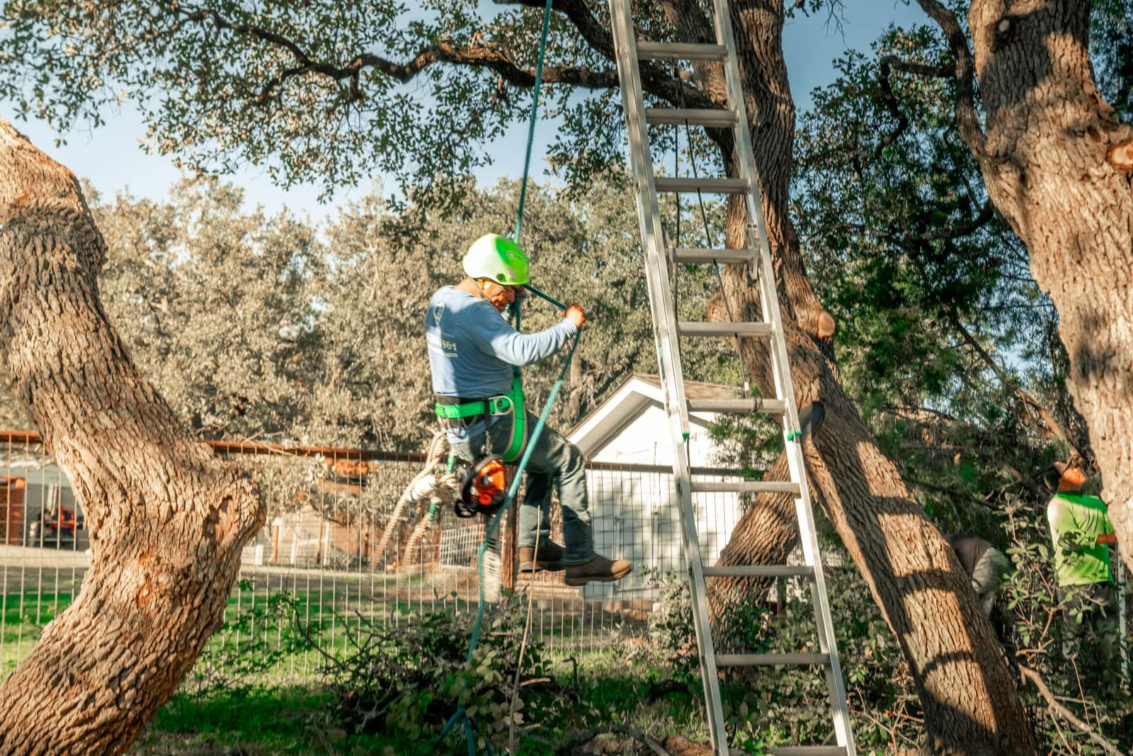 Expert tree pruning