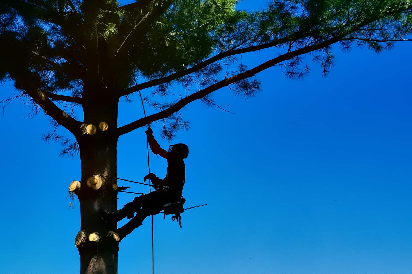Precise tree shaping