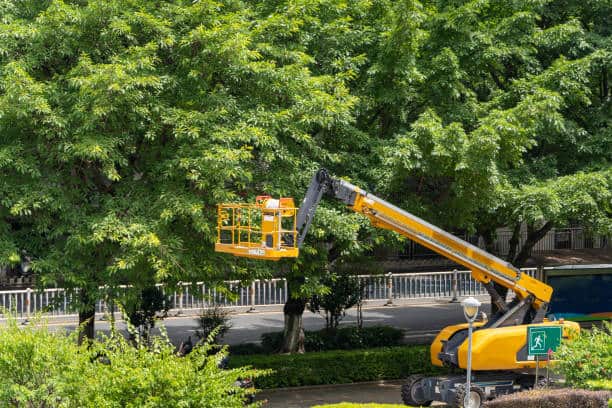 Stump grinding service