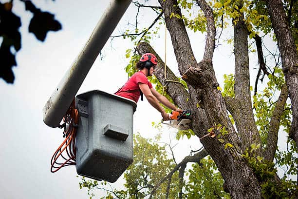 Professional tree risk evaluation