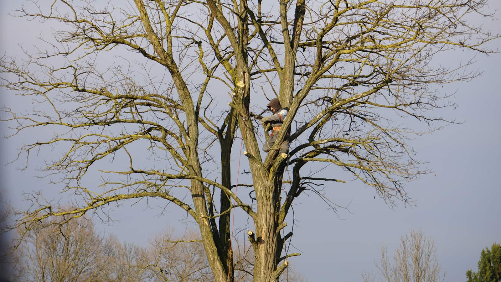 Tree care by J.R. Morgan